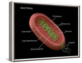 Bacteria Diagram-Monica Schroeder-Framed Giclee Print