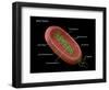 Bacteria Diagram-Monica Schroeder-Framed Giclee Print