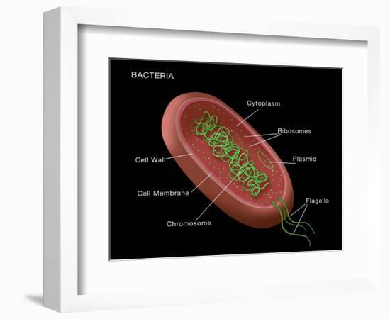 Bacteria Diagram-Monica Schroeder-Framed Giclee Print