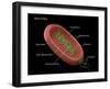 Bacteria Diagram-Monica Schroeder-Framed Giclee Print