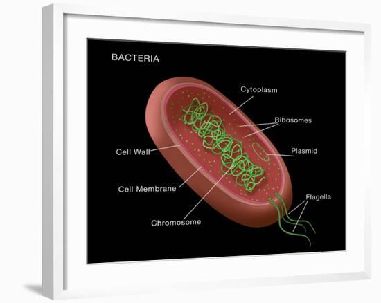 Bacteria Diagram-Monica Schroeder-Framed Giclee Print