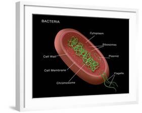 Bacteria Diagram-Monica Schroeder-Framed Giclee Print