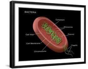 Bacteria Diagram-Monica Schroeder-Framed Giclee Print