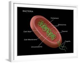 Bacteria Diagram-Monica Schroeder-Framed Giclee Print