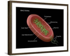 Bacteria Diagram-Monica Schroeder-Framed Giclee Print