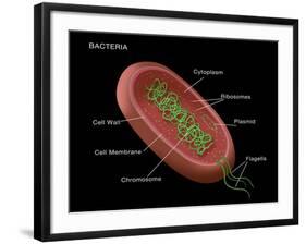 Bacteria Diagram-Monica Schroeder-Framed Giclee Print