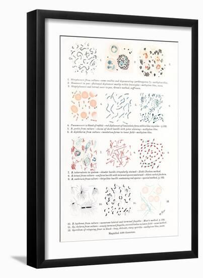 Bacteria, Historical Artwork-Middle Temple Library-Framed Photographic Print