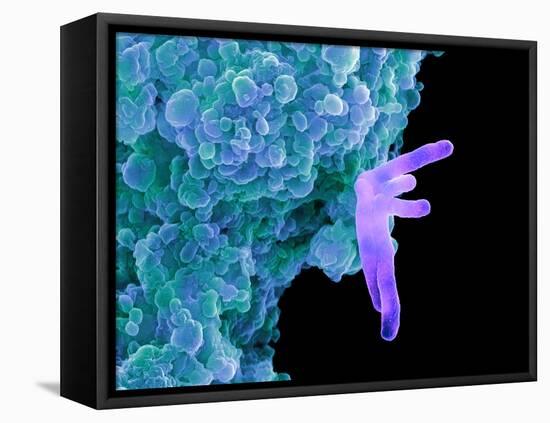 Bacteria Infecting a Macrophage, SEM-Science Photo Library-Framed Stretched Canvas