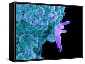 Bacteria Infecting a Macrophage, SEM-Science Photo Library-Framed Stretched Canvas