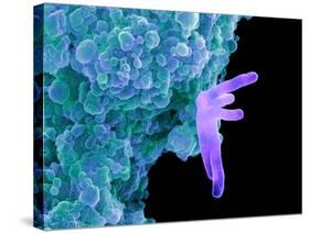 Bacteria Infecting a Macrophage, SEM-Science Photo Library-Stretched Canvas