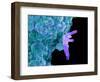 Bacteria Infecting a Macrophage, SEM-Science Photo Library-Framed Premium Photographic Print