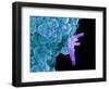 Bacteria Infecting a Macrophage, SEM-Science Photo Library-Framed Premium Photographic Print