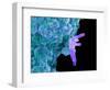 Bacteria Infecting a Macrophage, SEM-Science Photo Library-Framed Premium Photographic Print