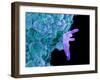 Bacteria Infecting a Macrophage, SEM-Science Photo Library-Framed Photographic Print