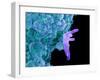 Bacteria Infecting a Macrophage, SEM-Science Photo Library-Framed Photographic Print