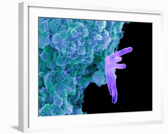 Bacteria Infecting a Macrophage, SEM-Science Photo Library-Framed Photographic Print