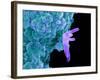 Bacteria Infecting a Macrophage, SEM-Science Photo Library-Framed Photographic Print