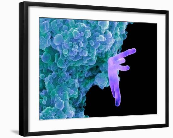 Bacteria Infecting a Macrophage, SEM-Science Photo Library-Framed Photographic Print