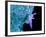 Bacteria Infecting a Macrophage, SEM-Science Photo Library-Framed Photographic Print