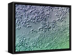 Bacterial Biofilm, Light Micrograph-Science Photo Library-Framed Stretched Canvas