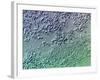 Bacterial Biofilm, Light Micrograph-Science Photo Library-Framed Photographic Print