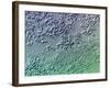 Bacterial Biofilm, Light Micrograph-Science Photo Library-Framed Photographic Print