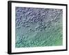 Bacterial Biofilm, Light Micrograph-Science Photo Library-Framed Photographic Print