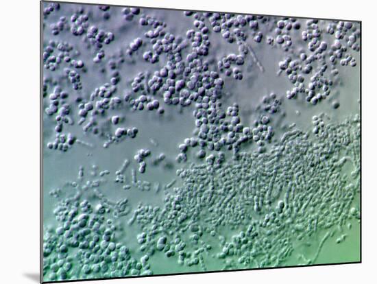 Bacterial Biofilm, Light Micrograph-Science Photo Library-Mounted Photographic Print
