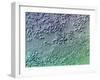 Bacterial Biofilm, Light Micrograph-Science Photo Library-Framed Photographic Print