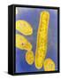 Bacteroides Fragilis Bacteria-null-Framed Stretched Canvas