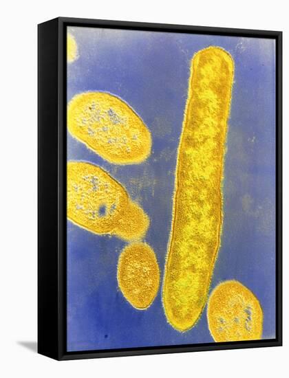 Bacteroides Fragilis Bacteria-null-Framed Stretched Canvas