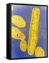 Bacteroides Fragilis Bacteria-null-Framed Stretched Canvas