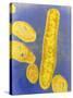 Bacteroides Fragilis Bacteria-null-Stretched Canvas