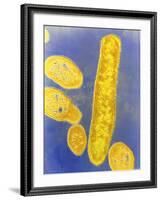 Bacteroides Fragilis Bacteria-null-Framed Photographic Print