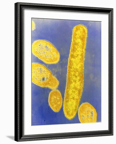 Bacteroides Fragilis Bacteria-null-Framed Photographic Print