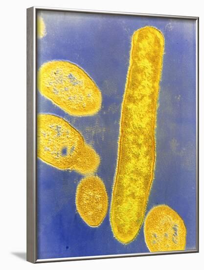 Bacteroides Fragilis Bacteria-null-Framed Photographic Print