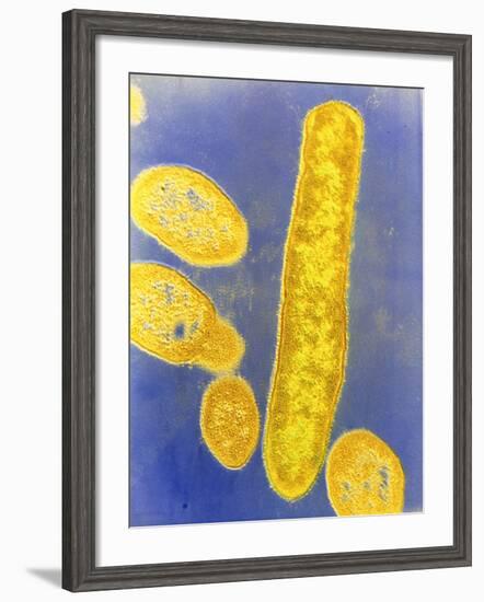 Bacteroides Fragilis Bacteria-null-Framed Photographic Print