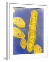 Bacteroides Fragilis Bacteria-null-Framed Photographic Print