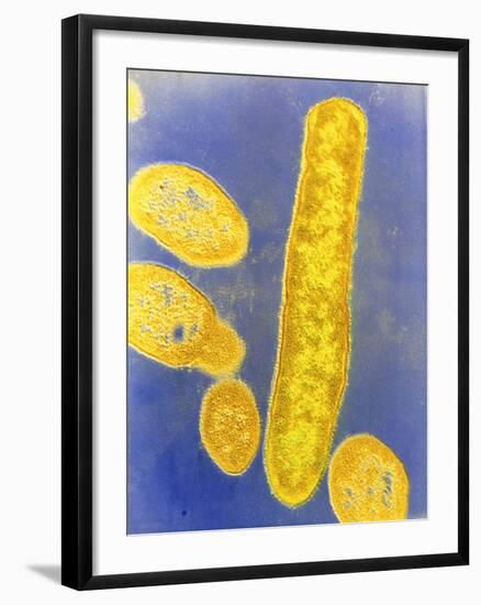 Bacteroides Fragilis Bacteria-null-Framed Photographic Print