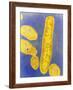 Bacteroides Fragilis Bacteria-null-Framed Photographic Print