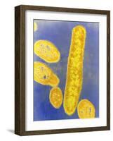 Bacteroides Fragilis Bacteria-null-Framed Photographic Print