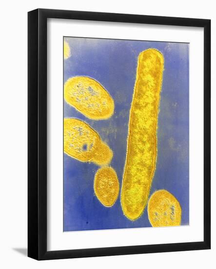 Bacteroides Fragilis Bacteria-null-Framed Photographic Print