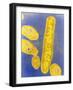 Bacteroides Fragilis Bacteria-null-Framed Photographic Print