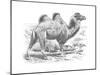 'Bactrian Camel', c1900-Helena J. Maguire-Mounted Giclee Print