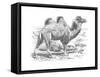 'Bactrian Camel', c1900-Helena J. Maguire-Framed Stretched Canvas