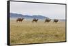 Bactrian Camel Herd. Gobi Desert. Mongolia.-Tom Norring-Framed Stretched Canvas