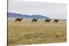 Bactrian Camel Herd. Gobi Desert. Mongolia.-Tom Norring-Stretched Canvas