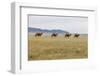 Bactrian Camel Herd. Gobi Desert. Mongolia.-Tom Norring-Framed Photographic Print