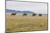 Bactrian Camel Herd. Gobi Desert. Mongolia.-Tom Norring-Mounted Photographic Print