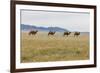 Bactrian Camel Herd. Gobi Desert. Mongolia.-Tom Norring-Framed Photographic Print